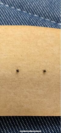 部屋に小さい黒い虫が大量発生しています ベット周辺をちょっと探した Yahoo 知恵袋