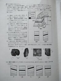 中１理科基礎練習問題 単元１植物の生活と種類（生物分野）