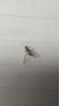 この羽アリみたいな虫なんですか？ 家に何匹かいたのですが家でわくような虫なんですか？マンション住みです。気持ち悪いので駆除したいです。