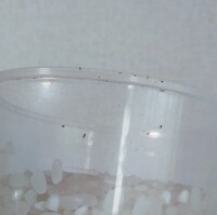 米に虫がいます 虫の名前を教えてください 分かりにくいので申し訳ないのですが 写 教えて 住まいの先生 Yahoo 不動産