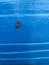 飼育しているオオクロアリの餌としてハエトリグモを与えるのは大丈夫でしょ Yahoo 知恵袋