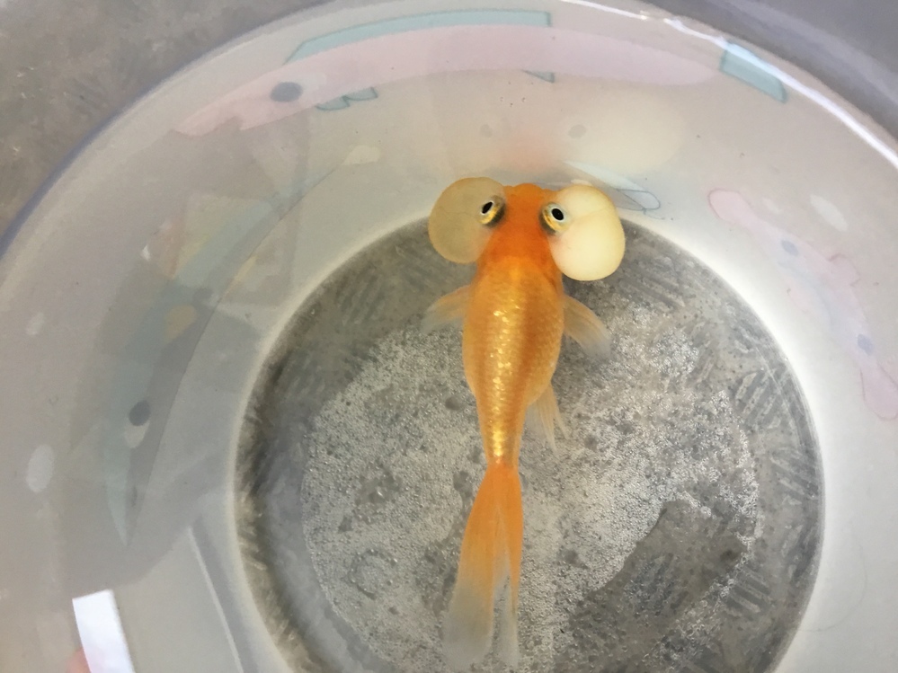 金魚の水泡眼について うちの水泡眼の頰が白くなっています対処法を教えてください Yahoo 知恵袋