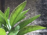 みかんの木の葉っぱの裏が茶色くなっています 鉢植えのみかんの木 Yahoo 知恵袋