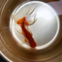 金魚の歳の数え方を教えて下さい 今 飼っている金魚は何歳か教えて下さい Yahoo 知恵袋
