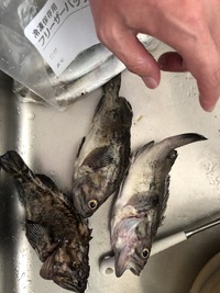 北海道でとれるお魚 八角ですがこれはいつごろが取れる時期で旬なんでしょう Yahoo 知恵袋