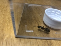 都内でクロオオアリの女王を捕獲したいのですが どこかおすすめのスポッ Yahoo 知恵袋