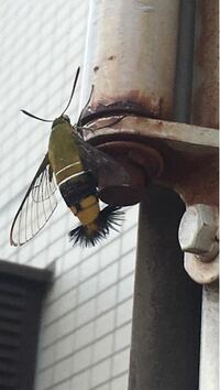 この生物は一体何でしょうか？ハチドリかと思ったら、透明な羽が…。あぶ？蛾？毒は持ってるのでしょうか？ 