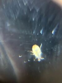 プリントの上に小さく白い虫がいました これはダニですか ズームで撮ってみた Yahoo 知恵袋