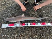今 和歌山の白浜近辺でサメがうようよしてます ２ ３ｍぐらいで５匹ぐらいの Yahoo 知恵袋