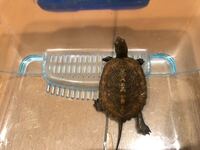 かめは縁起が悪いんですか 友達がかめを飼うのは縁起が悪いと言っています Yahoo 知恵袋