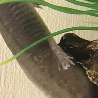 ウーパールーパーの水カビ病は 水カビがついてるのを見つけるととってあ Yahoo 知恵袋