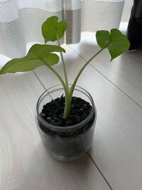 赤ちゃんのクワズイモをもらって育ててきました 茎も伸び 二枚し Yahoo 知恵袋