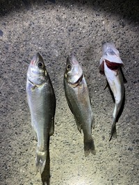川の河口付近で釣れた魚なんですが 何の種類でしょうか 分かる方教えてください Yahoo 知恵袋