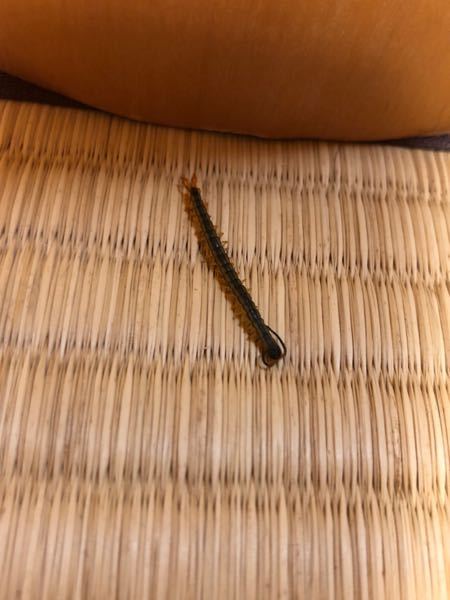 最近家の中でこの虫を何度か見かけたのですが、何という虫かわかります 