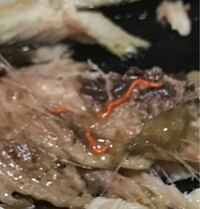 サンマから赤い虫が出てきました 焼き魚のサンマの腹部を開いたら肝の中から赤虫み Yahoo 知恵袋