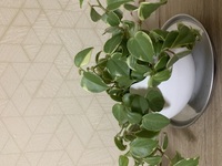 今日初めて観葉植物を買いました 玄関に置こうと思い 店員さんにも Yahoo 知恵袋