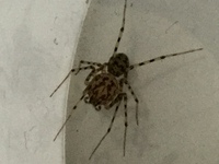 この蜘蛛の名前は分かりますでしょうか？家の中（京都市内）で見つけたのですが、足がシマシマになっているこの蜘蛛は初めて見ました。
頭とお腹を合わせて約6mm。足を入れると約15mmです。 
