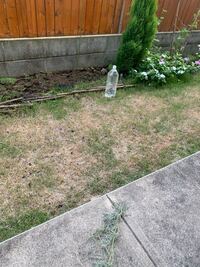 芝生の枯れ回復可能 詳しい方教えてください 写真のように芝生が枯れてしまい Yahoo 知恵袋
