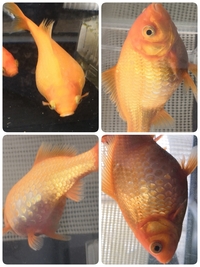 金魚のお腹が膨らんでパンパンになってます 尾ぐされ病 のような Yahoo 知恵袋