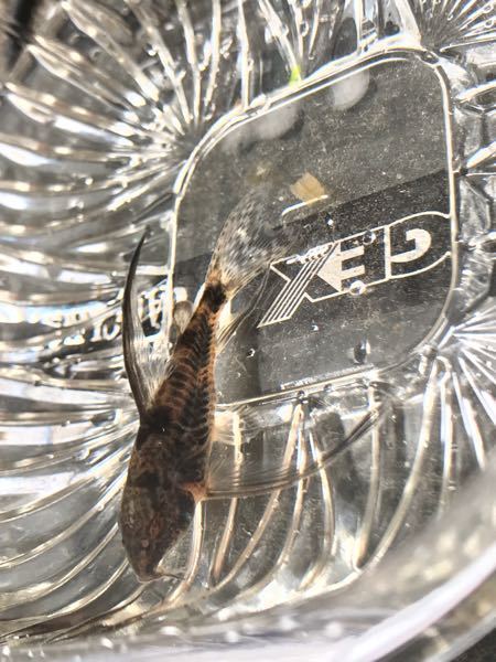 焼肉屋で始めてギアラと言う物を食べましたが、ゴムみたいに固くて一口 