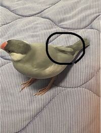 文鳥が羽膨らませる状態ってこんな感じですか 写真は拾ったものです 文鳥さん Yahoo 知恵袋