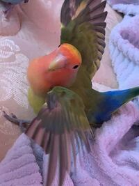 鳥とかインコって表情とかないはずなのに 何故怒った時とか嬉しいのがわかるん Yahoo 知恵袋