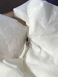 最近よくこの羽アリに似たような虫が家に居るんですが これは何という虫 Yahoo 知恵袋