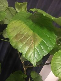 ウンベラータの葉の焦茶色の穴あきや枯れについて 今年2月にikeaで購入した Yahoo 知恵袋