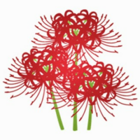 刺青で彼岸花の意味ってなんですか 花言葉では 悲しい思い出 思うはあ Yahoo 知恵袋