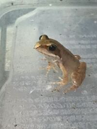 カエルは水中だけで生活できるのでしょうか アマガエル Yahoo 知恵袋
