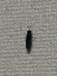 部屋の壁にこんな虫がいました 青くて細長いし全然動きが早くないのでゴキブリ Yahoo 知恵袋
