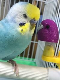 ｾｷｾｲｲﾝｺのお腹が膨らんでます 今年に入ってから毛が膨らむようになっ Yahoo 知恵袋