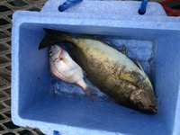 釣った魚が何かわかりません こんにちは 先日 大阪の岬町に釣りに出かけたのです Yahoo 知恵袋