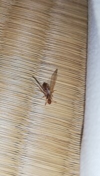 虫が殺せません 私はおかしいのでしょうか 部屋に入ってきた小さな虫 Yahoo 知恵袋