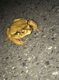 世界で一番大きいカエルは何ですか ゴライアスガエル Yahoo 知恵袋