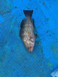 釣れたこの魚は何でしょう 毒ありますか Yahoo 知恵袋
