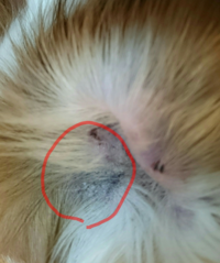 犬の外耳炎治療について質問があります すぐに耳垢がたまっ Yahoo 知恵袋