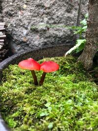 南天を植えてある鉢に生えて来ました 何というキノコですか 毒キノコなので Yahoo 知恵袋