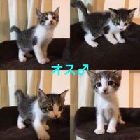 大きく 胸 なりたい が