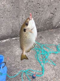 愛知県の海釣りで釣れた魚は食べていますか 名古屋港に近い所のものは食べな Yahoo 知恵袋