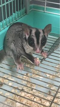 フクロモモンガの体重について フクロモモンガオス メスを別ゲージで飼って Yahoo 知恵袋