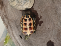 クサガメを陸カメのように飼育する事は可能ですか 水なしで飼いた Yahoo 知恵袋