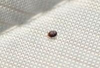 最近室内に2ミリ位の黒い小さな虫が発生虫に刺された跡がなかなか Yahoo 知恵袋