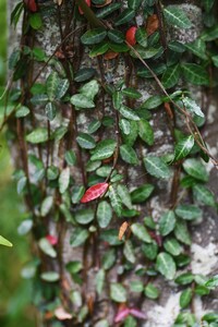 ツタの一種だと思いますがこの植物の名前を教えてください よろしくお願 Yahoo 知恵袋