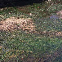 水草で雑草的に水路を埋め尽くしてしまっています この草の名前をご存知の方いらっ Yahoo 知恵袋