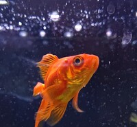 金魚の体に ぽつんとできたニキビのようなもの これは何でしょうか 元気 Yahoo 知恵袋
