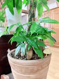 モロヘイヤかつるむらさきのどちらかに毒性がある部分があると聞きました どちらの Yahoo 知恵袋