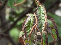 さくらんぼの葉が 周囲から茶色くなっていきますがなにかの害虫か 病気 Yahoo 知恵袋