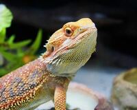 フトアゴヒゲトカゲのベビーを飼い始め現在体長30cmほどなのですが Yahoo 知恵袋