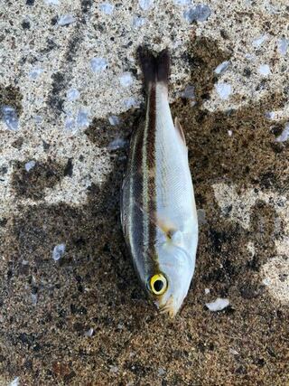 この魚なんて名前ですか イサキの子です 通称 ウリボウ Yahoo 知恵袋